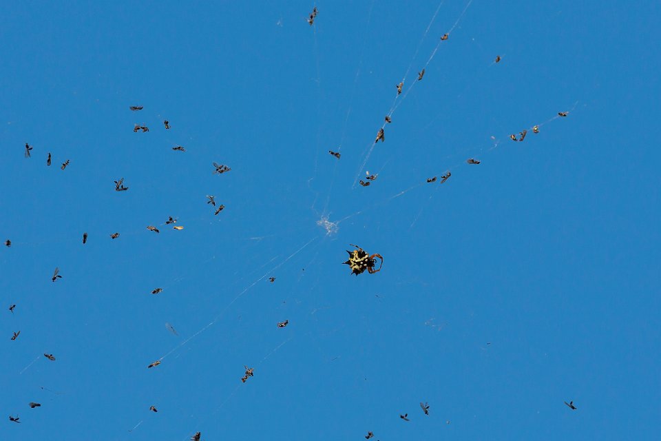 happy spider